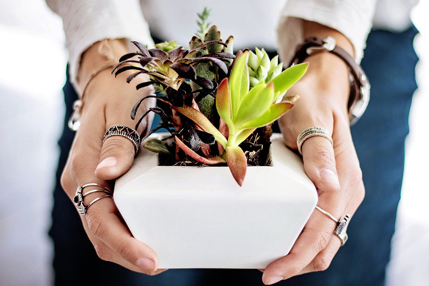 A person holds a small succulents in their hands.